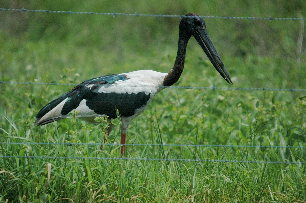 Stork, Black-necked, 2007-12192018b Window on the Wetlands, Arnhem Hwy, NT.jpg - Black-necked Stork. Window on the Wetlands, Arnhem Highway, NT, AU, 12-19-2007
